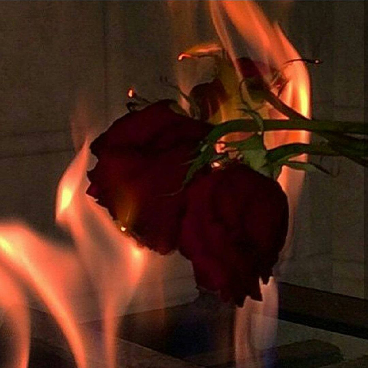 Эстетика горящей розы